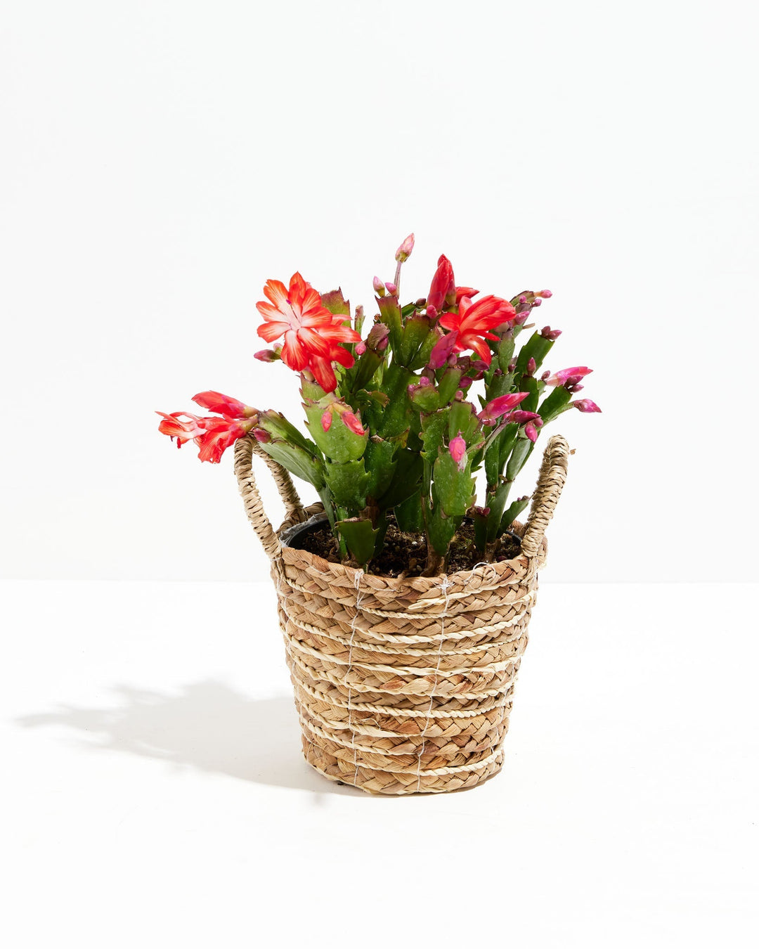 San Diego Stud Zygocactus