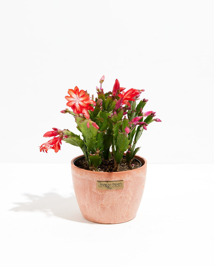 San Diego Stud Zygocactus