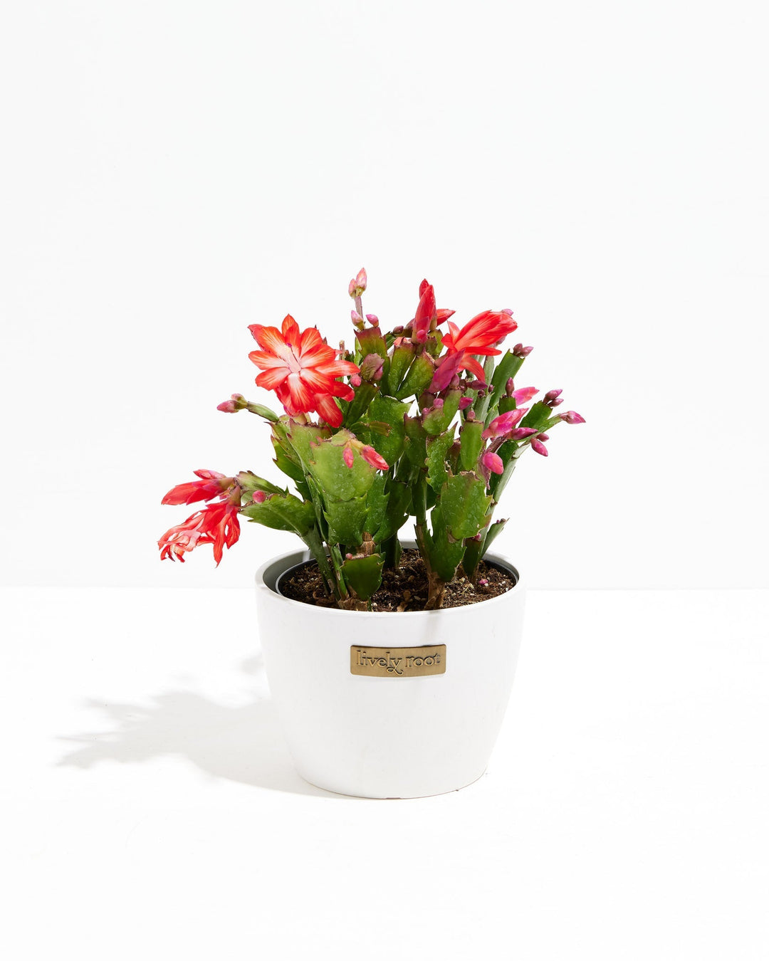 San Diego Stud Zygocactus