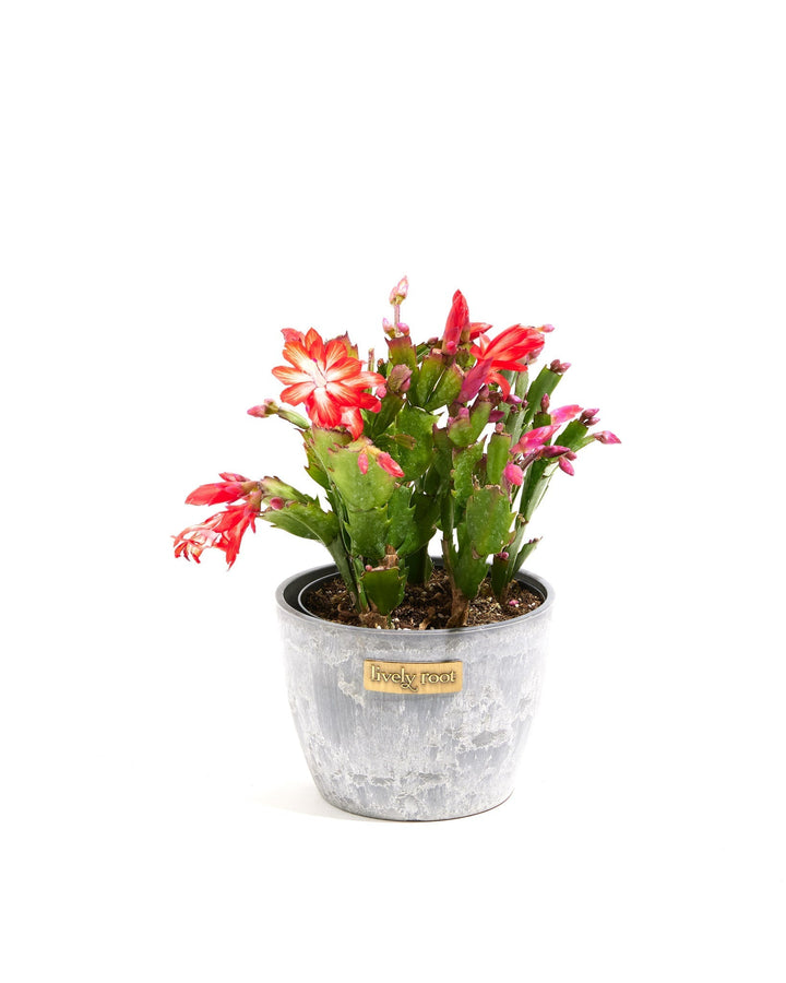 San Diego Stud Zygocactus