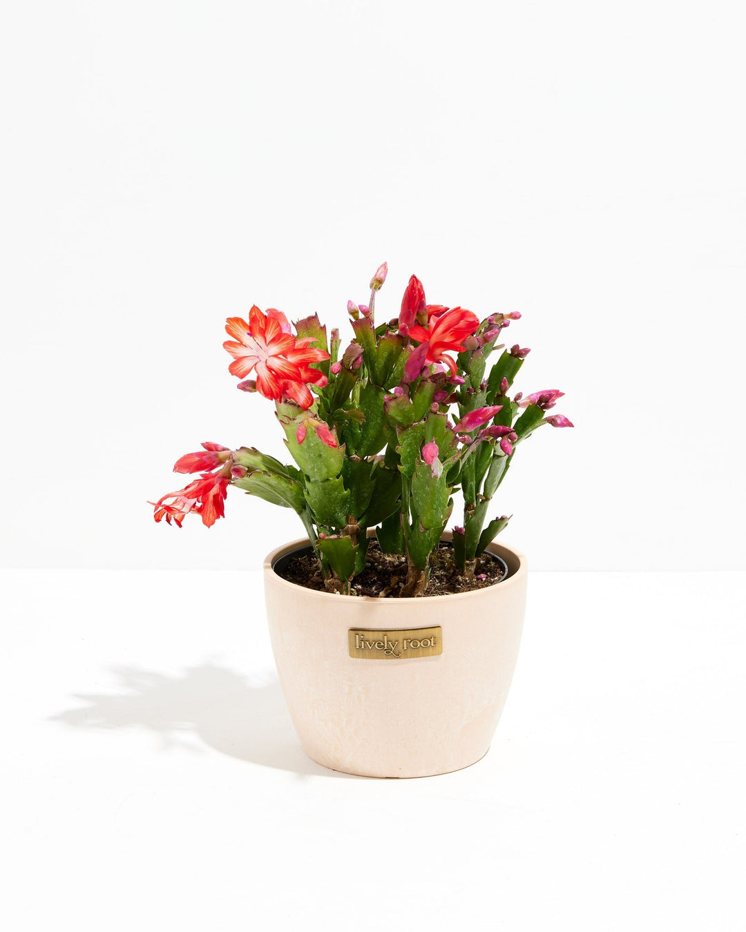 San Diego Stud Zygocactus