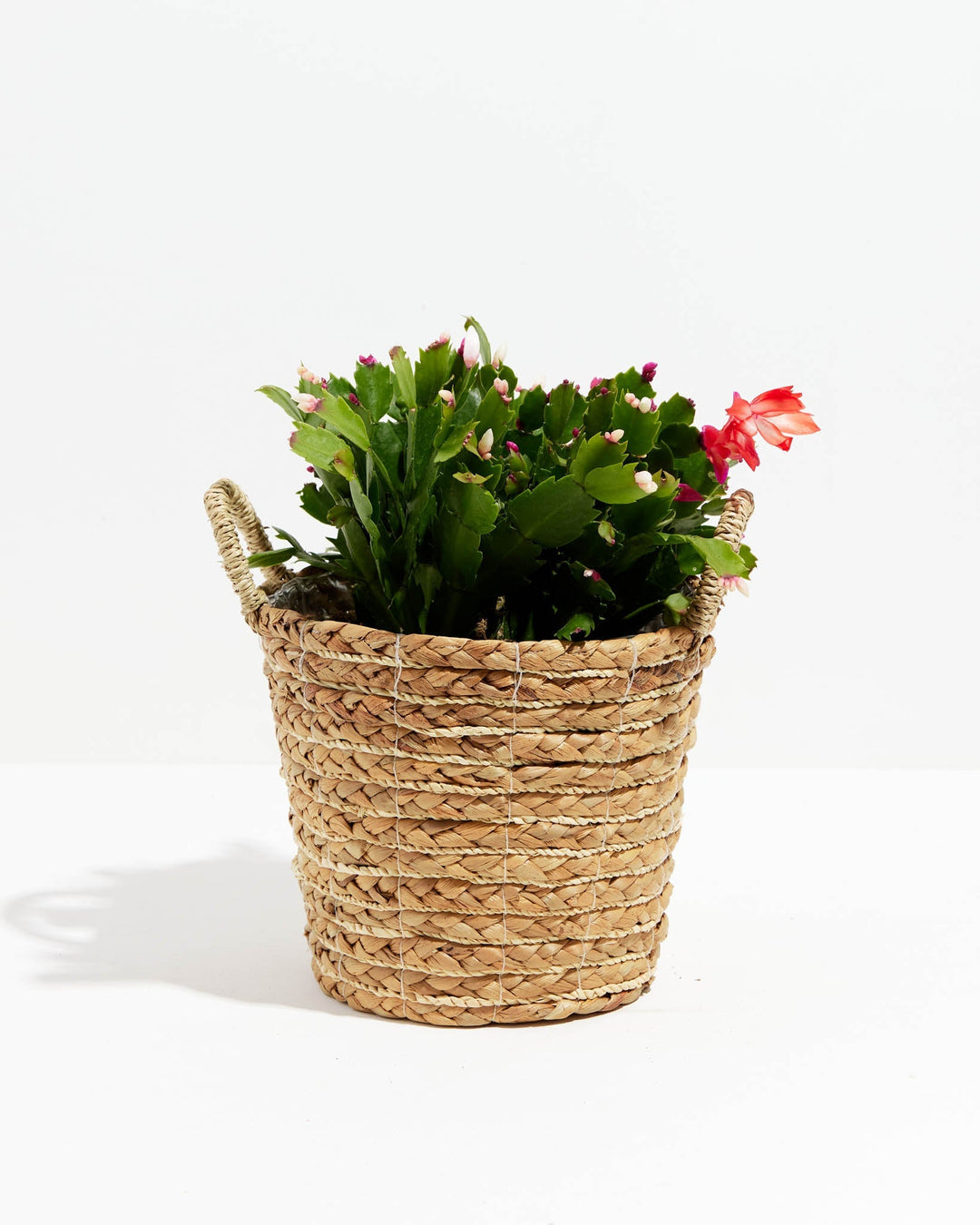 San Diego Stud Zygocactus