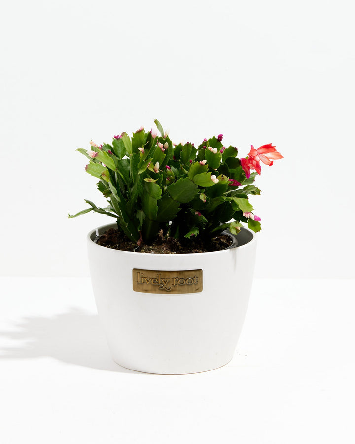 San Diego Stud Zygocactus