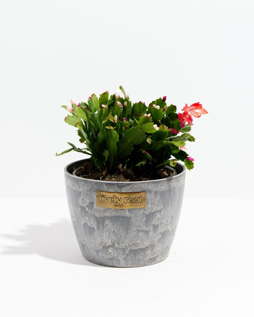 San Diego Stud Zygocactus