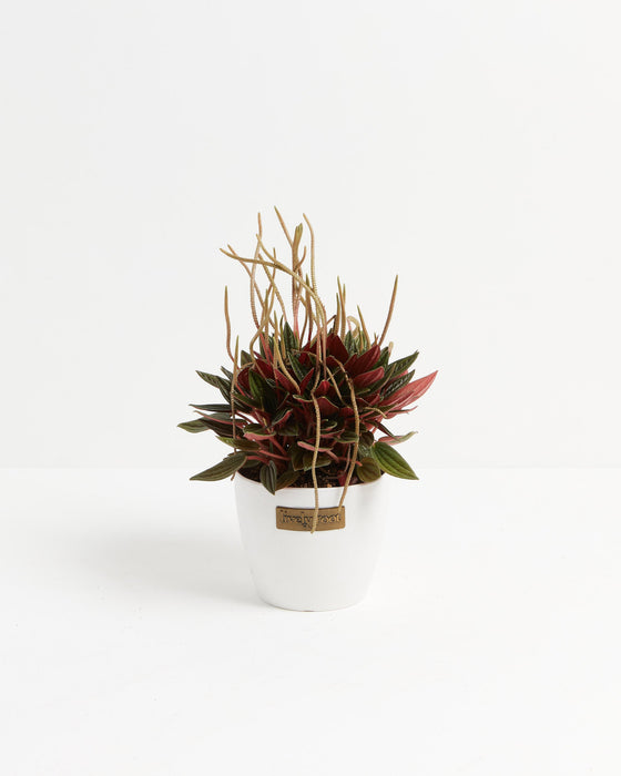 Peperomia Rosso - live indoor plant with deep red and green leaves and trailing flower spikes, white pot included
