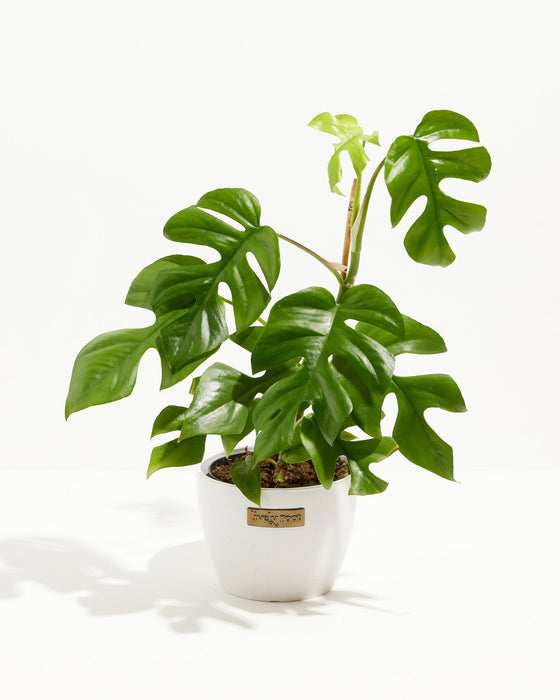 Philodendron Ginny (Mini Monstera) in a 6-inch white Coco Lively Root pot, featuring glossy deep green split and fenestrated leaves with a fresh lime green unfurling new leaf against a white studio background