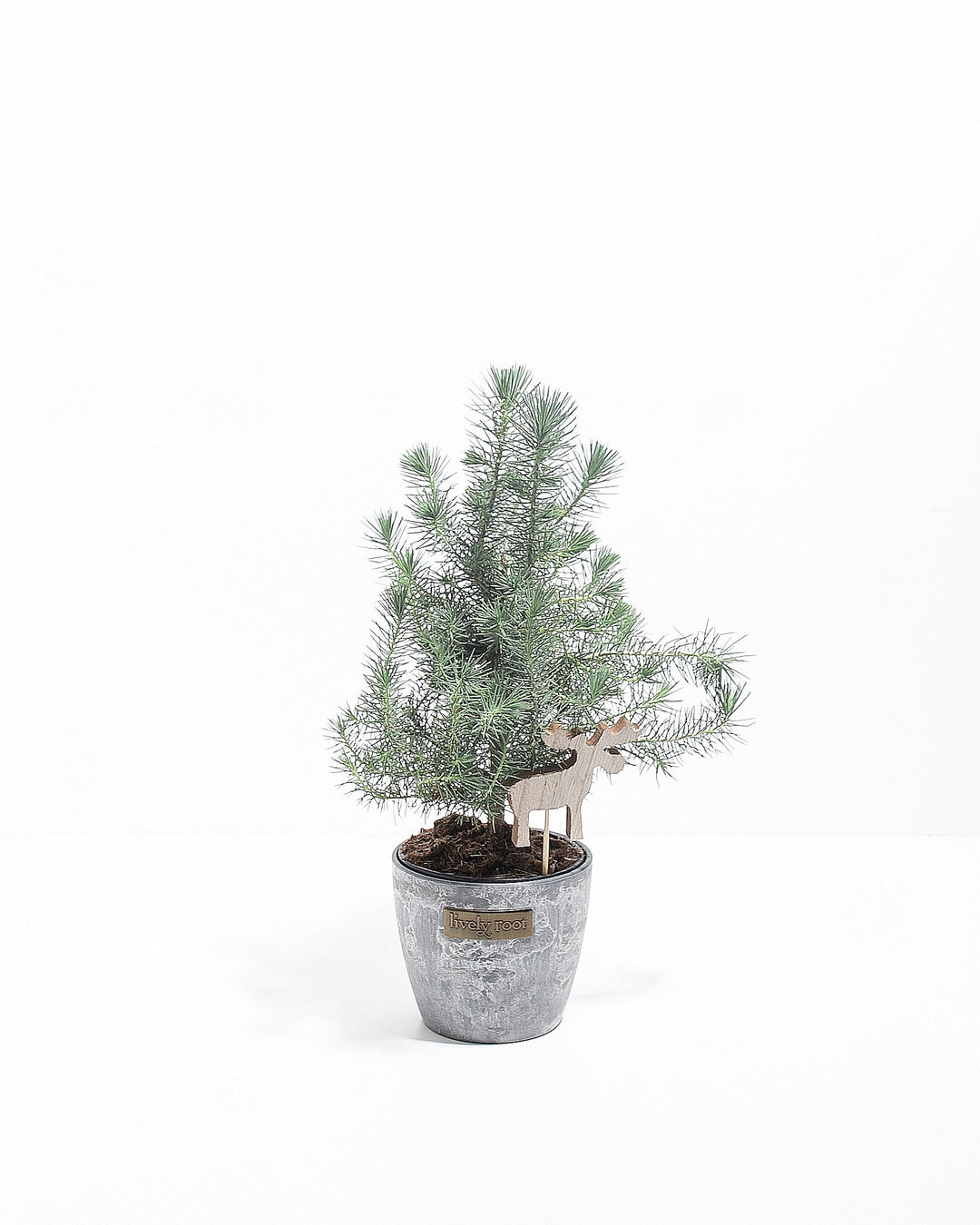 italian stone pine tree bonsai Italian Stone Pine for Sale: Ideal Bonsai & Outdoor Gardens