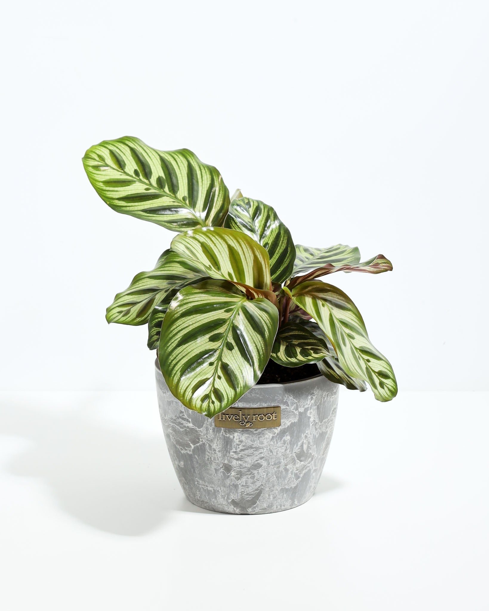 peacock plant pot size Shop Peacock Plant With Care Guide | Calathea Makoyana