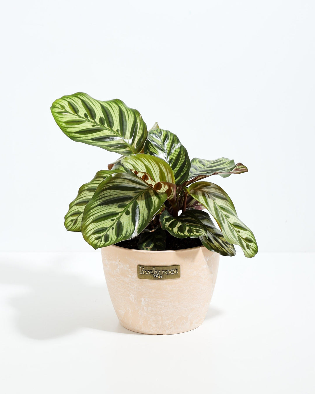 peacock prayer plant Shop Peacock Plant With Care Guide | Calathea Makoyana