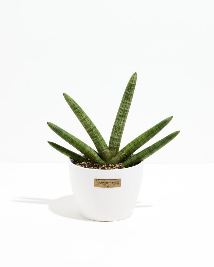 dracena snake plant Shop Dracaena angolensis: Unique Starfish Snake Plant Online