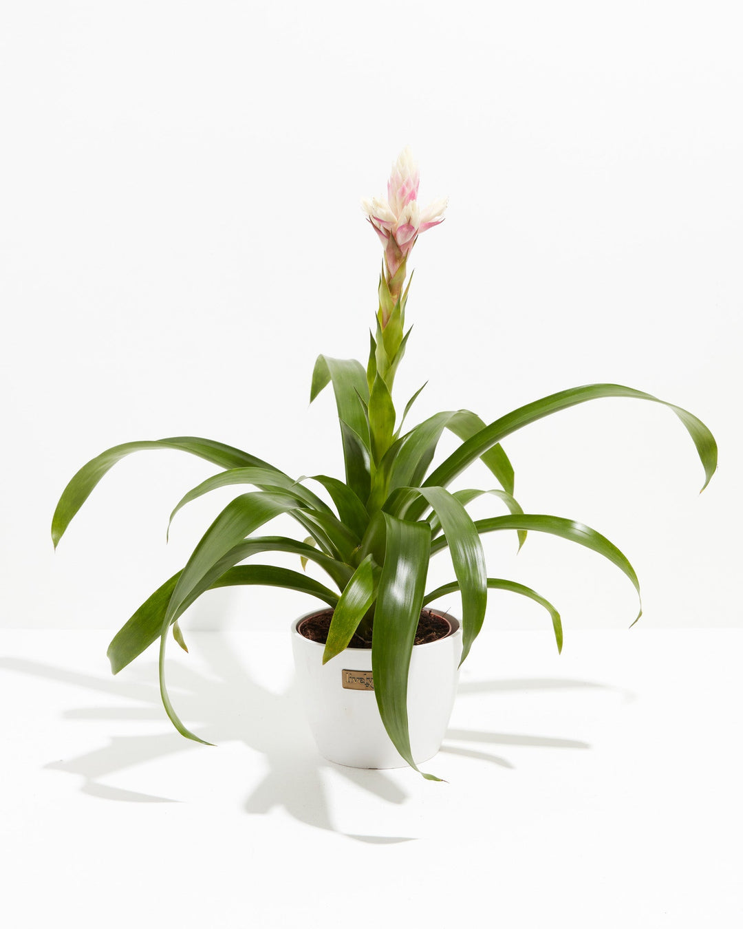 Priscilla Guzmania Bromeliad