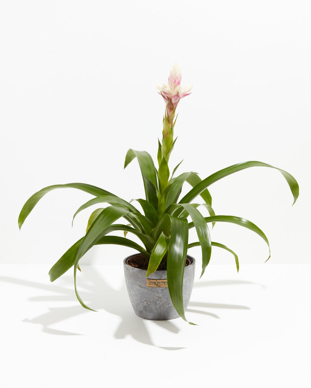 Priscilla Guzmania Bromeliad