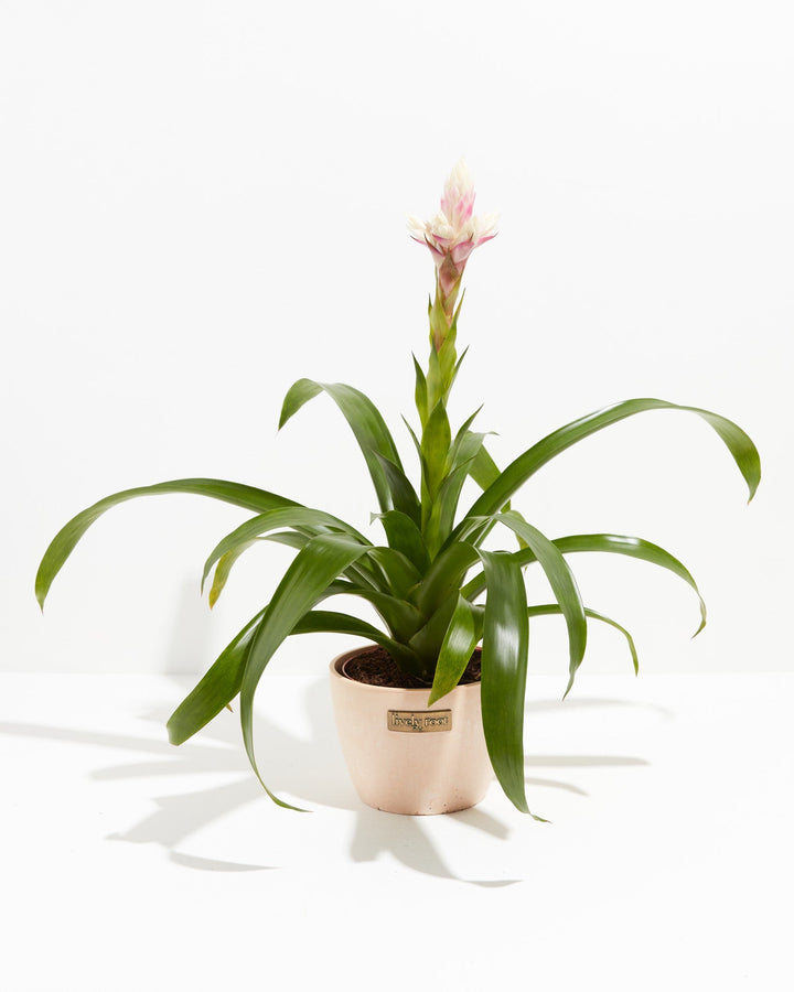 Priscilla Guzmania Bromeliad