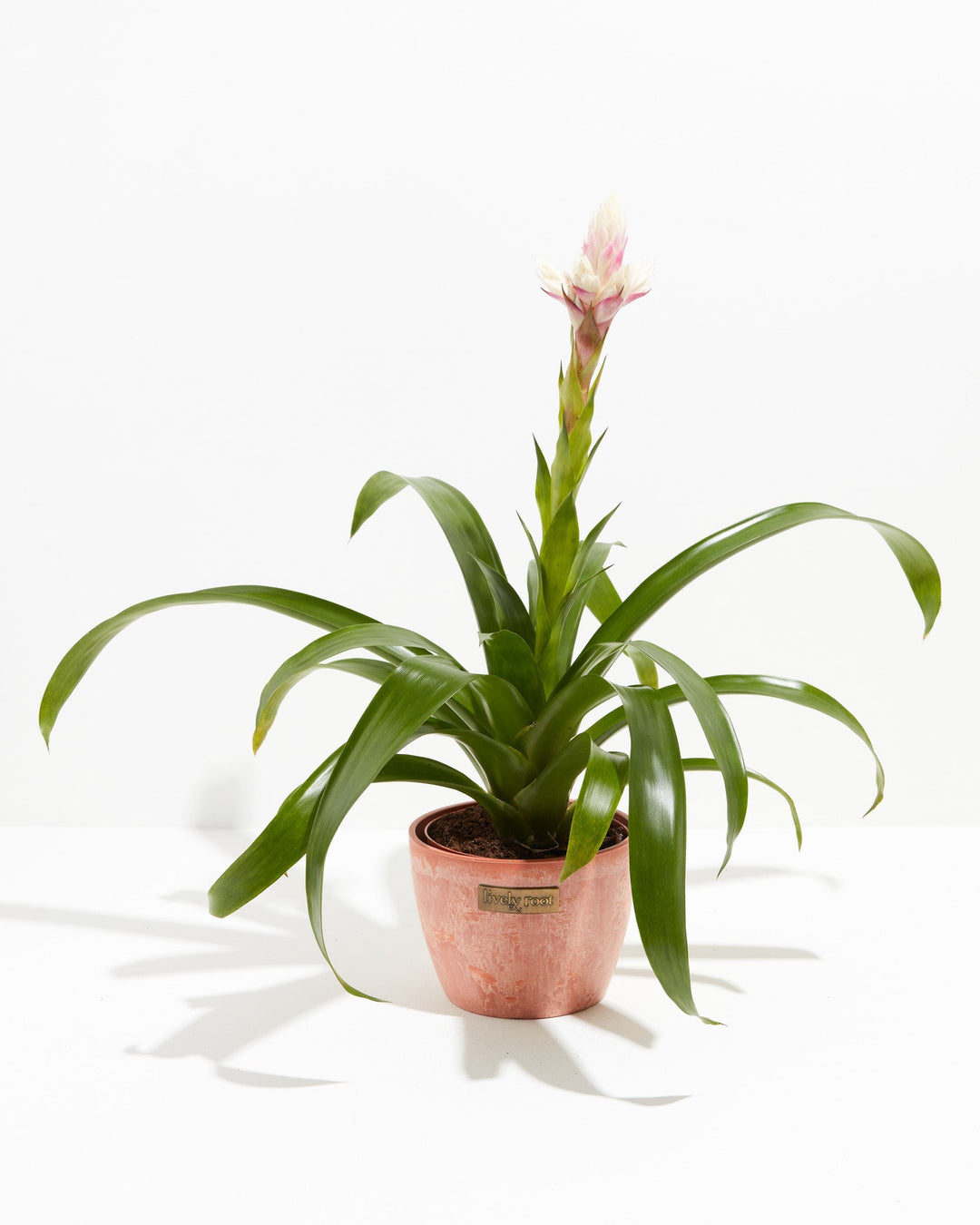 Priscilla Guzmania Bromeliad