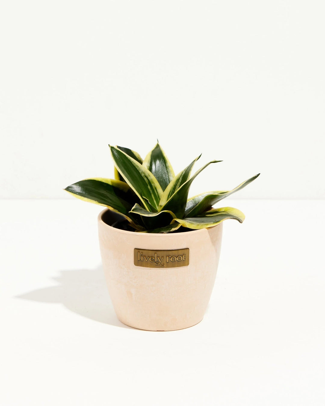 snake plant gold pot Black Gold Snake Plant For Sale, Care Guide & Growing Tips