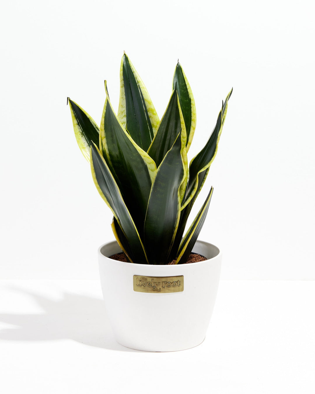 black gold snake plants for sale Black Gold Snake Plant For Sale, Care Guide & Growing Tips