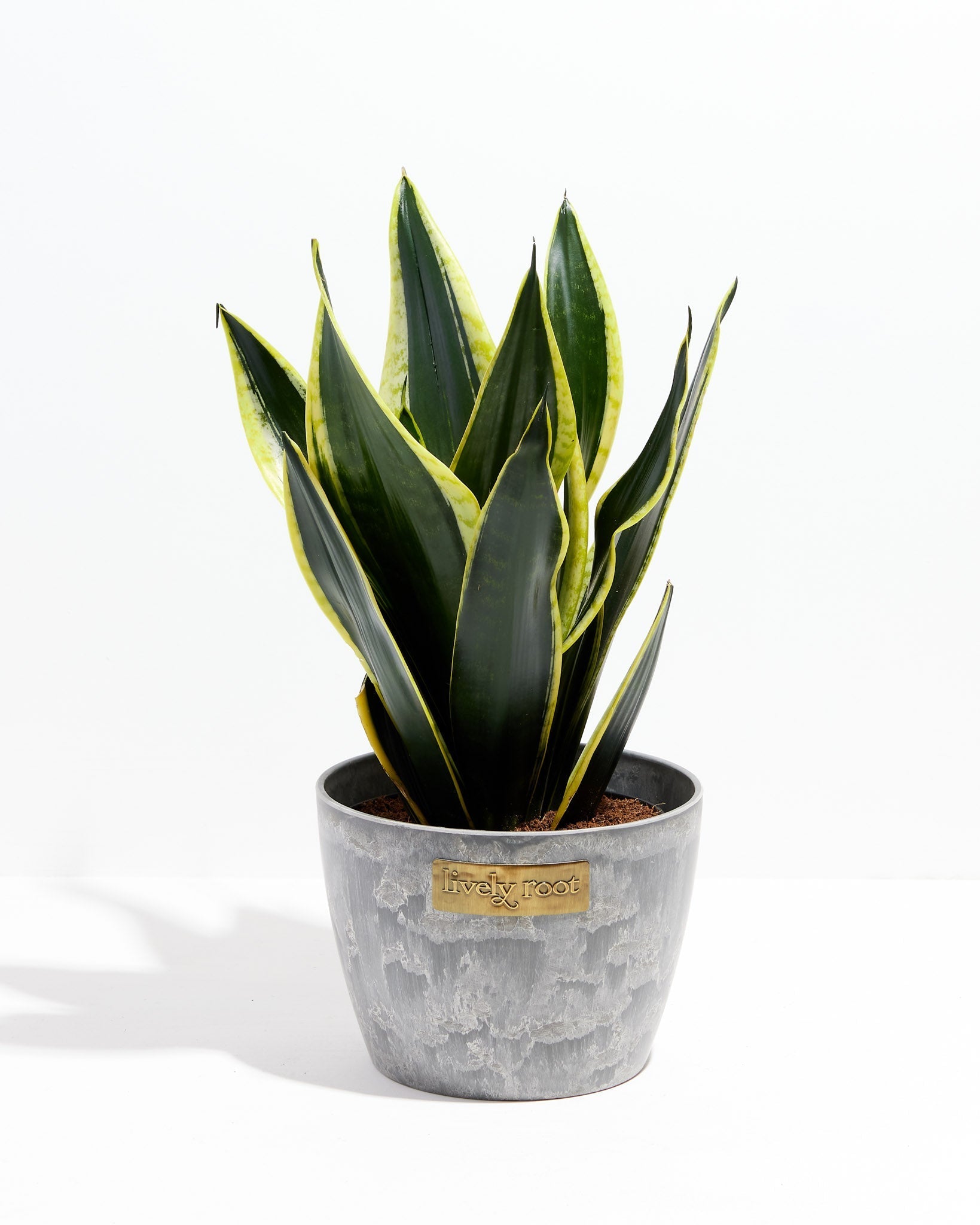 sansevieria black gold compacta Black Gold Snake Plant