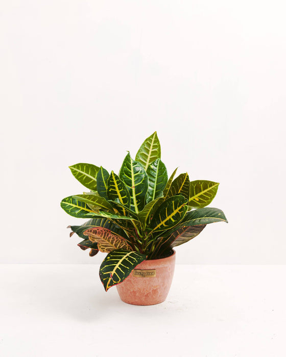 Petra Croton in a terracotta marbled Lively Root branded ceramic pot with full dense green and yellow variegated foliage and red lower leaves against a white background