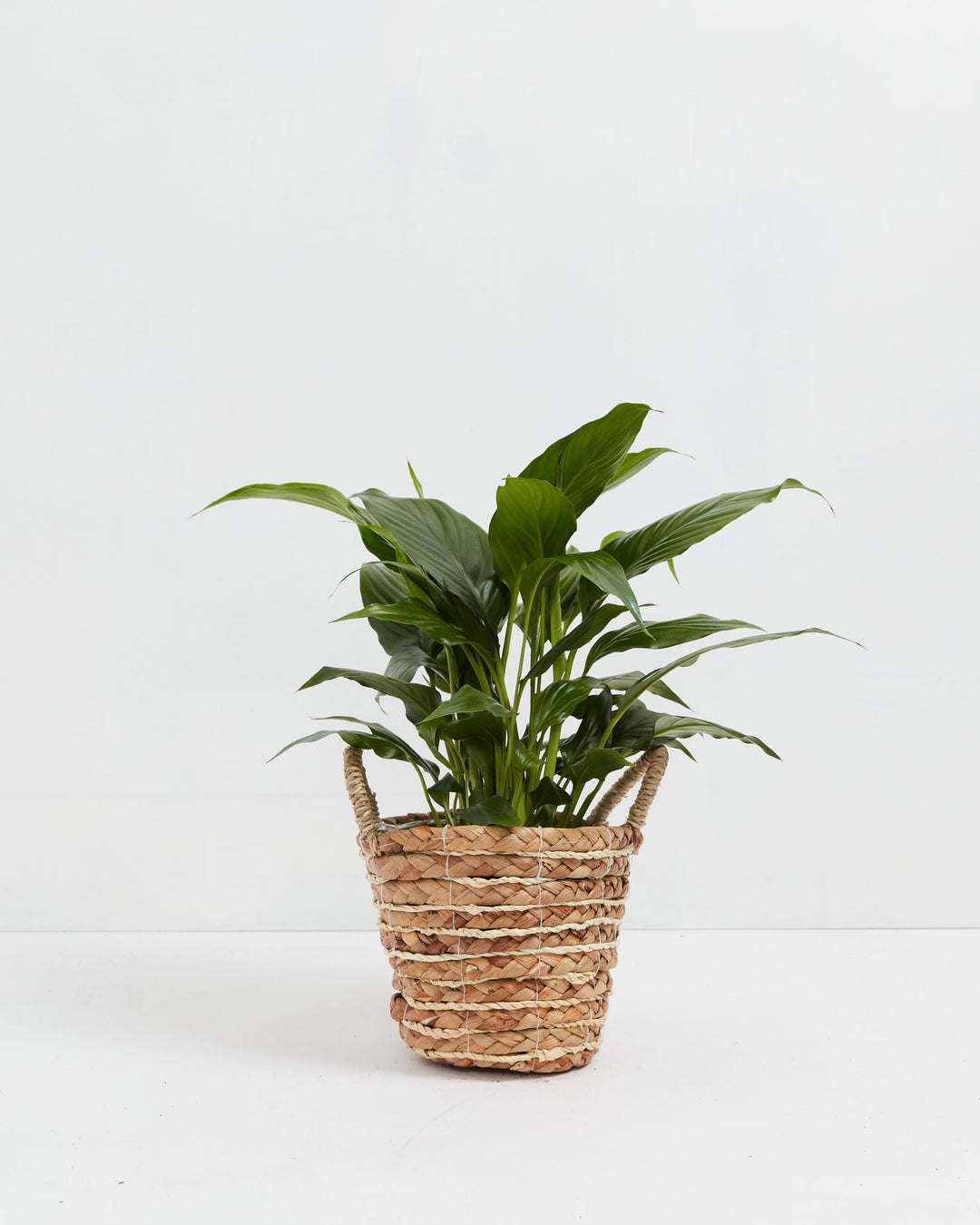 peace lily sale Peace Lily | Indoor Plants for Sale