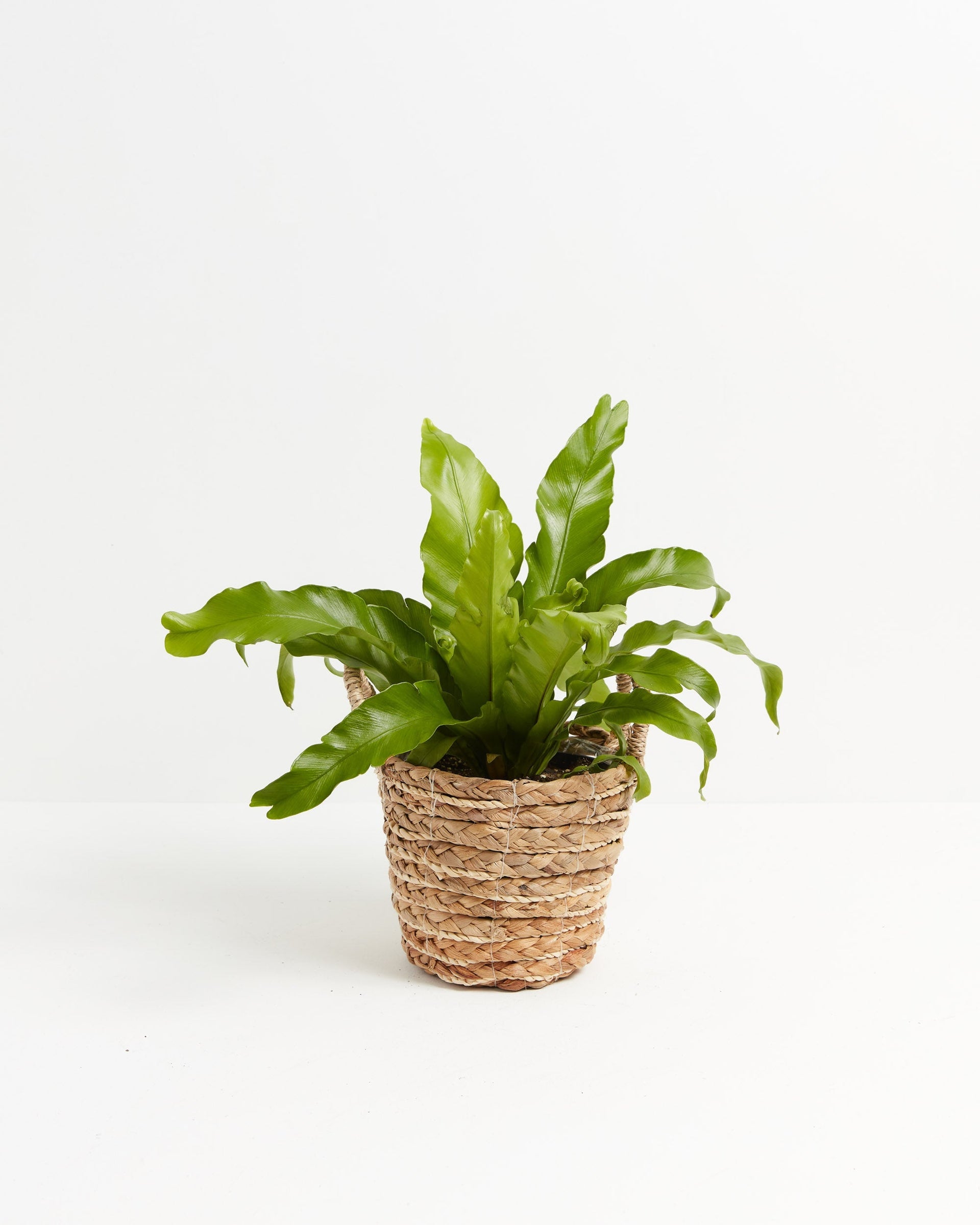 large birds nest fern for sale Bird's Nest Fern For Sale, Including Care Guide