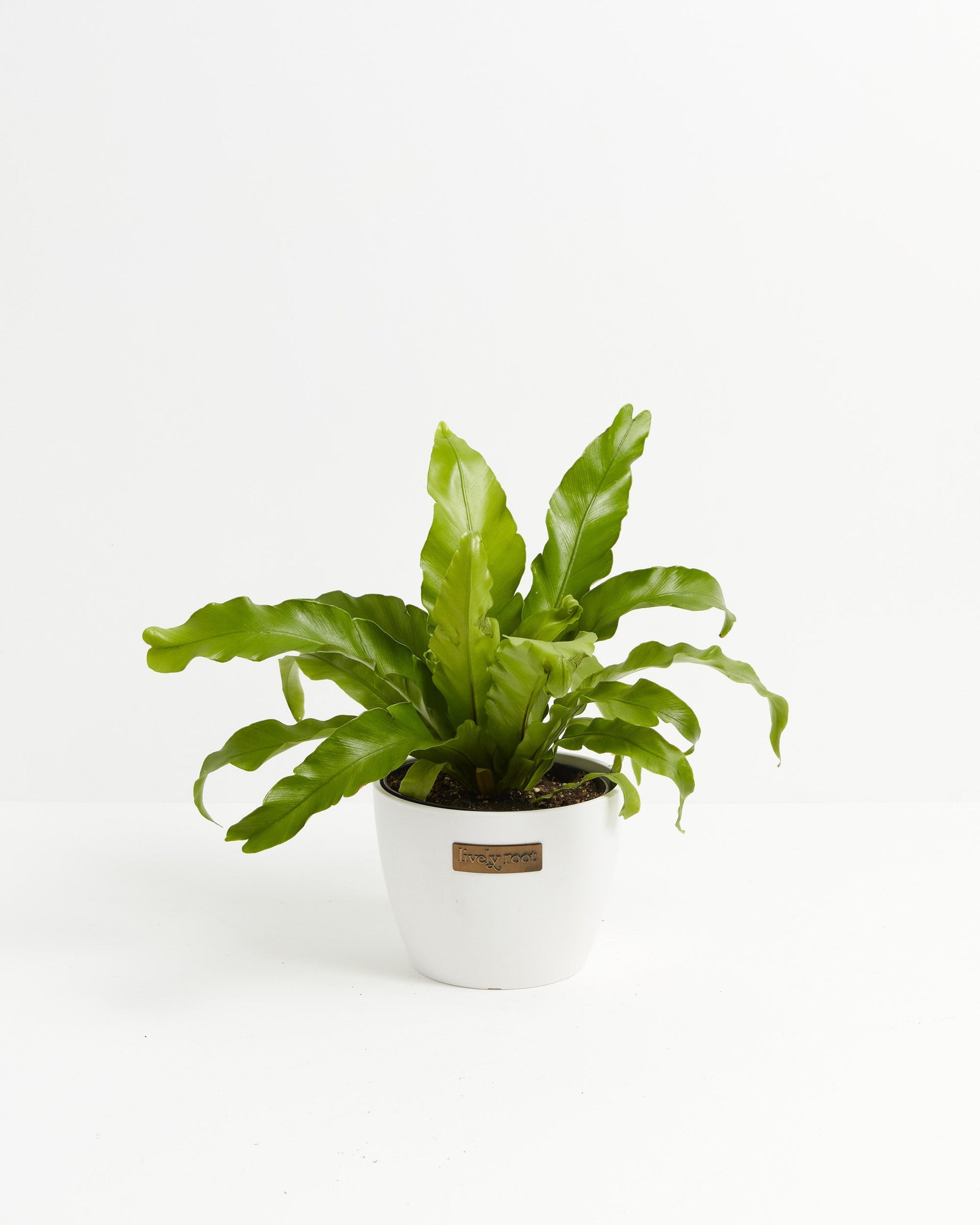 bird's nest fern air purifying Bird's Nest Fern For Sale, Including Care Guide