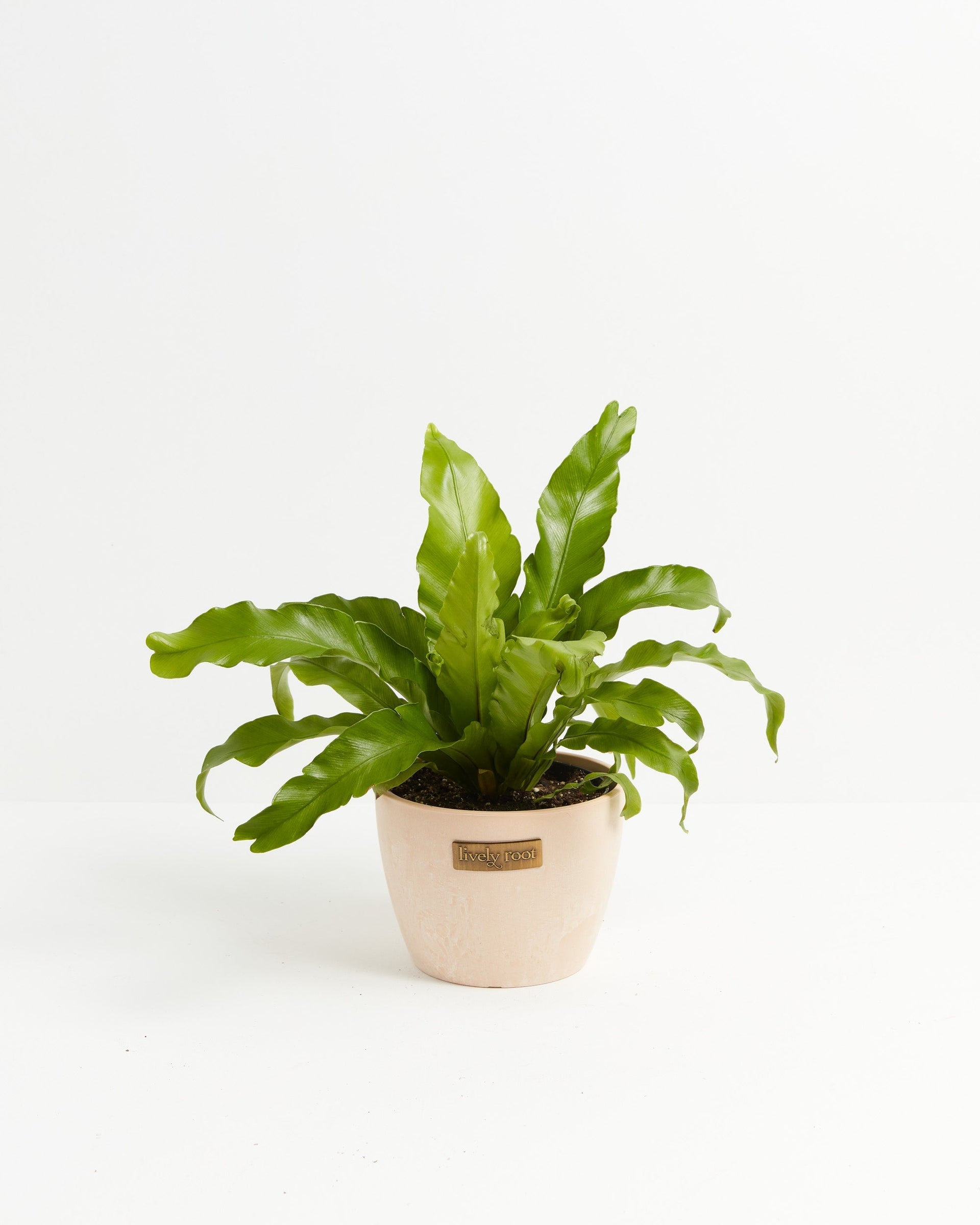 birds nest ferns indoors Lively Root Bird's Nest Fern Live Plant, 6" Chai Eco Pot