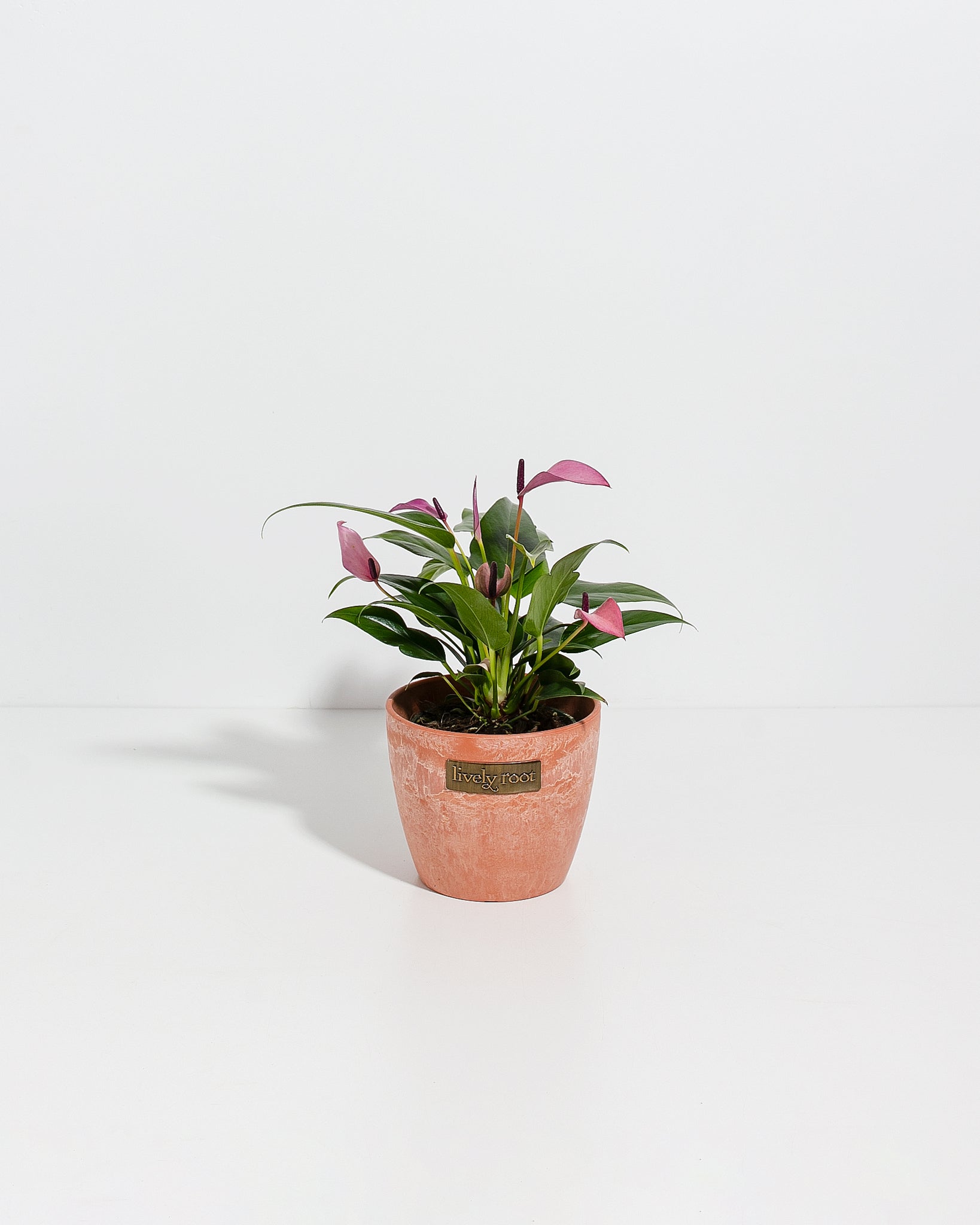 anthurium zizou purple Purple Flamingo Flower