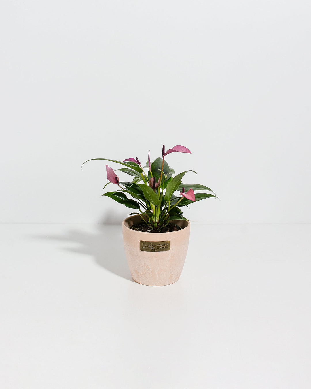 anthurium purple houseplant Purple Flamingo Flower | Anthurium