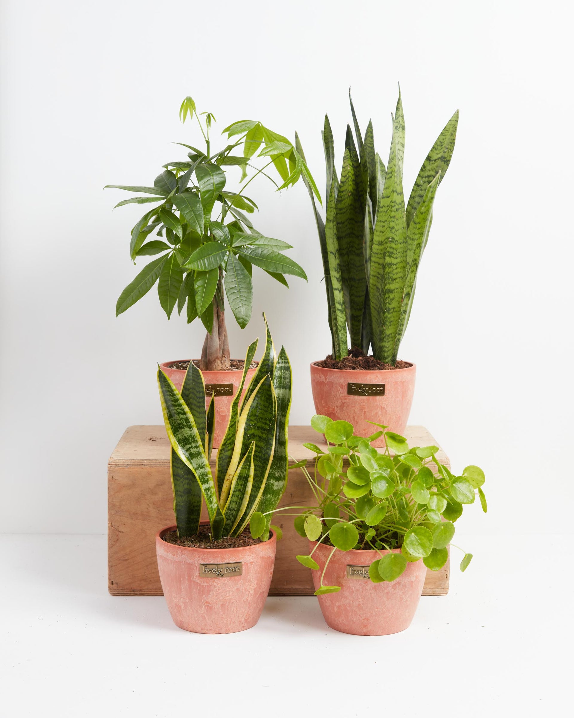 where to place snake plant feng shui The Feng Shui Money Makers