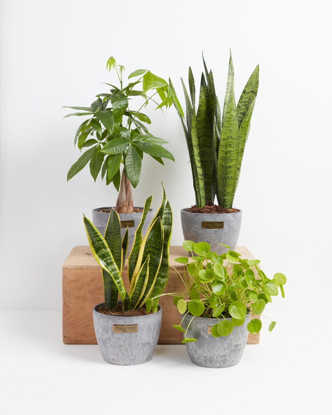 snake plant flower feng shui The Feng Shui Money Makers