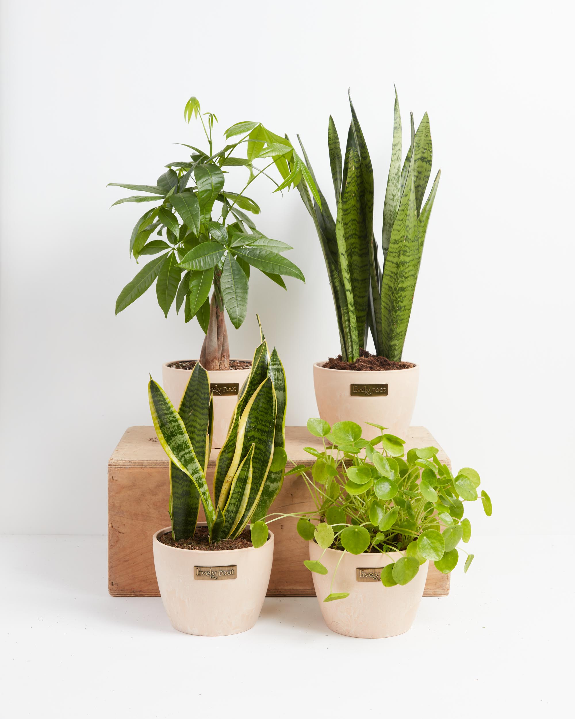 which money plant is lucky The Feng Shui Money Makers