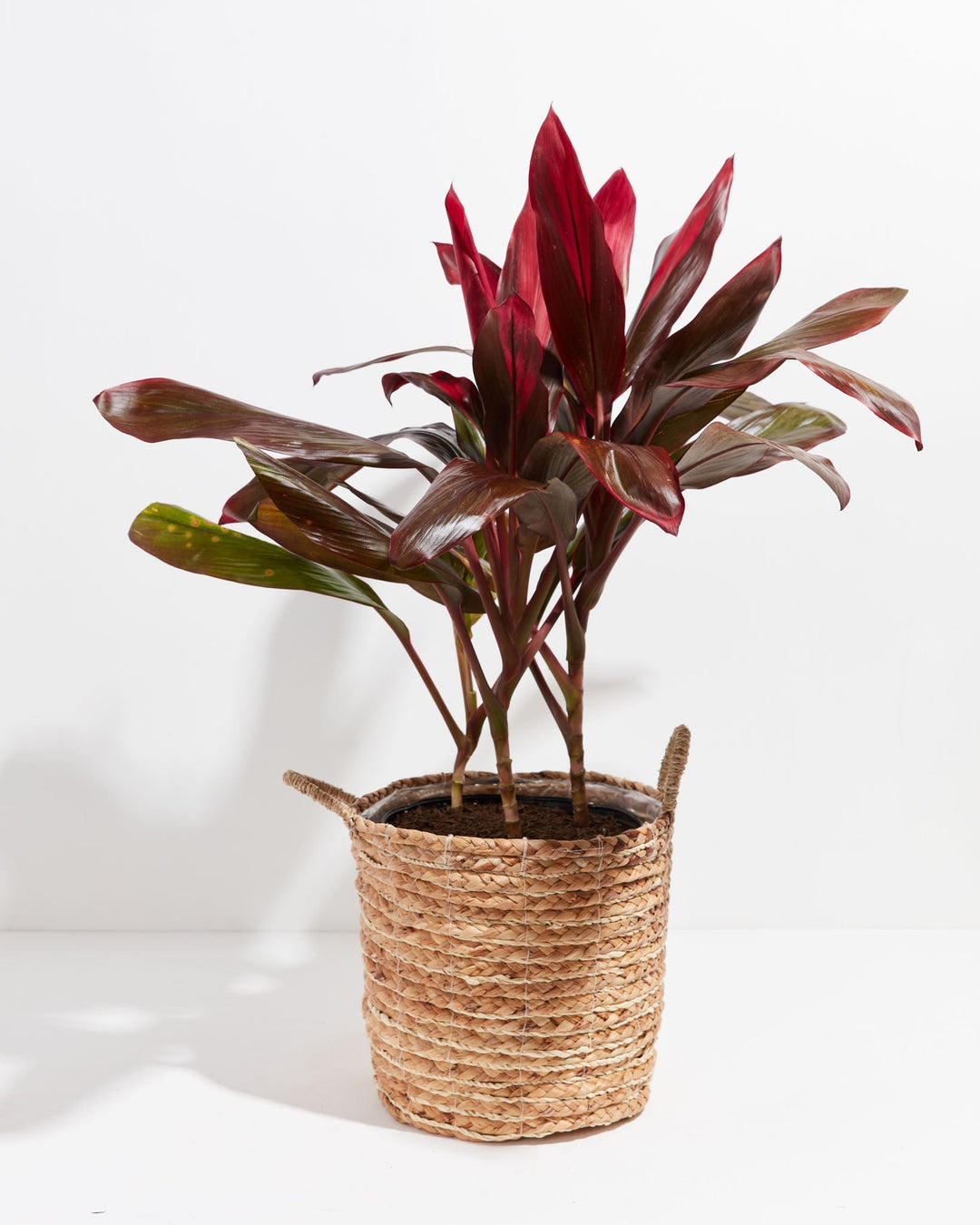 Cordyline Florida Flamingo