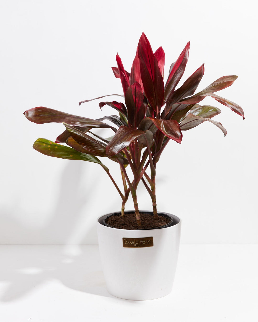 Cordyline Florida Flamingo