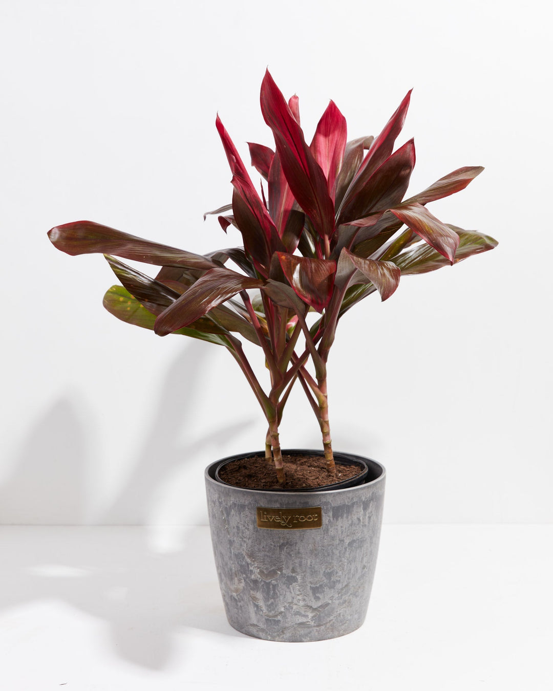 Cordyline Florida Flamingo