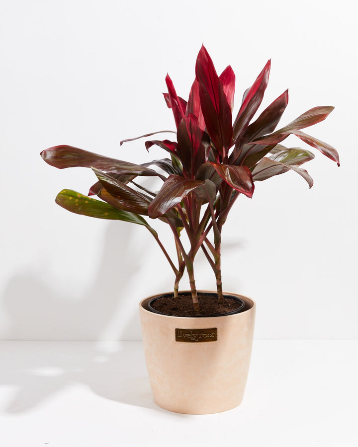 Cordyline Florida Flamingo