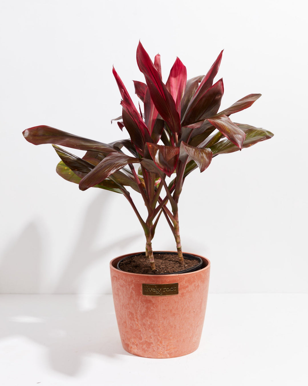 Cordyline Florida Flamingo