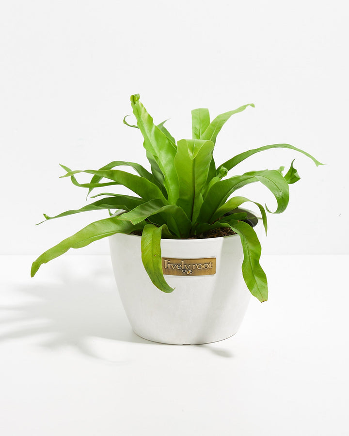 bird's nest fern safe for pets Japanese Bird's Nest Fern | Ferns for Sale