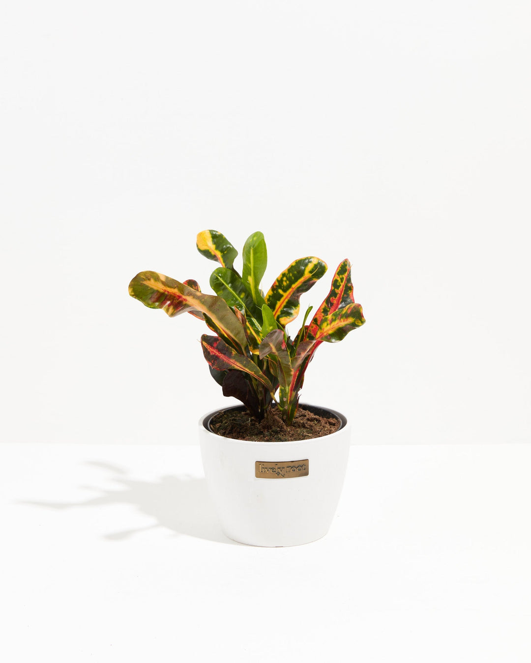 croton mammy houseplant Shop Croton Mammy (Codiaeum Variegatum): Easy-Care & Stylish