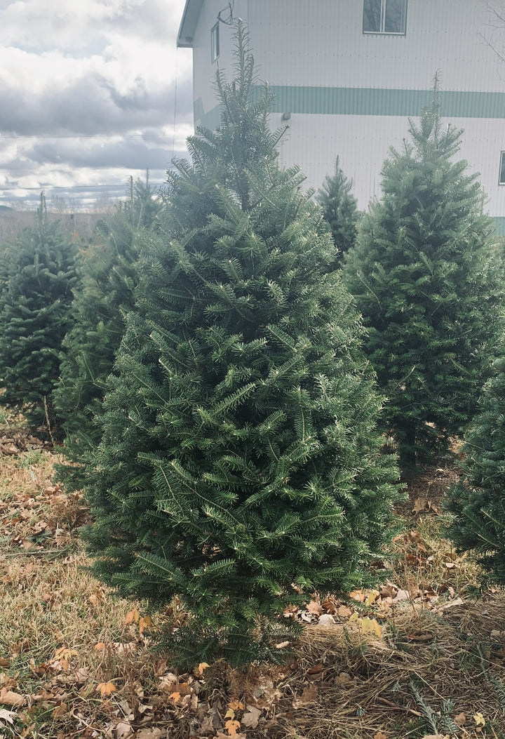 4ft Balsam Fir Christmas Tree