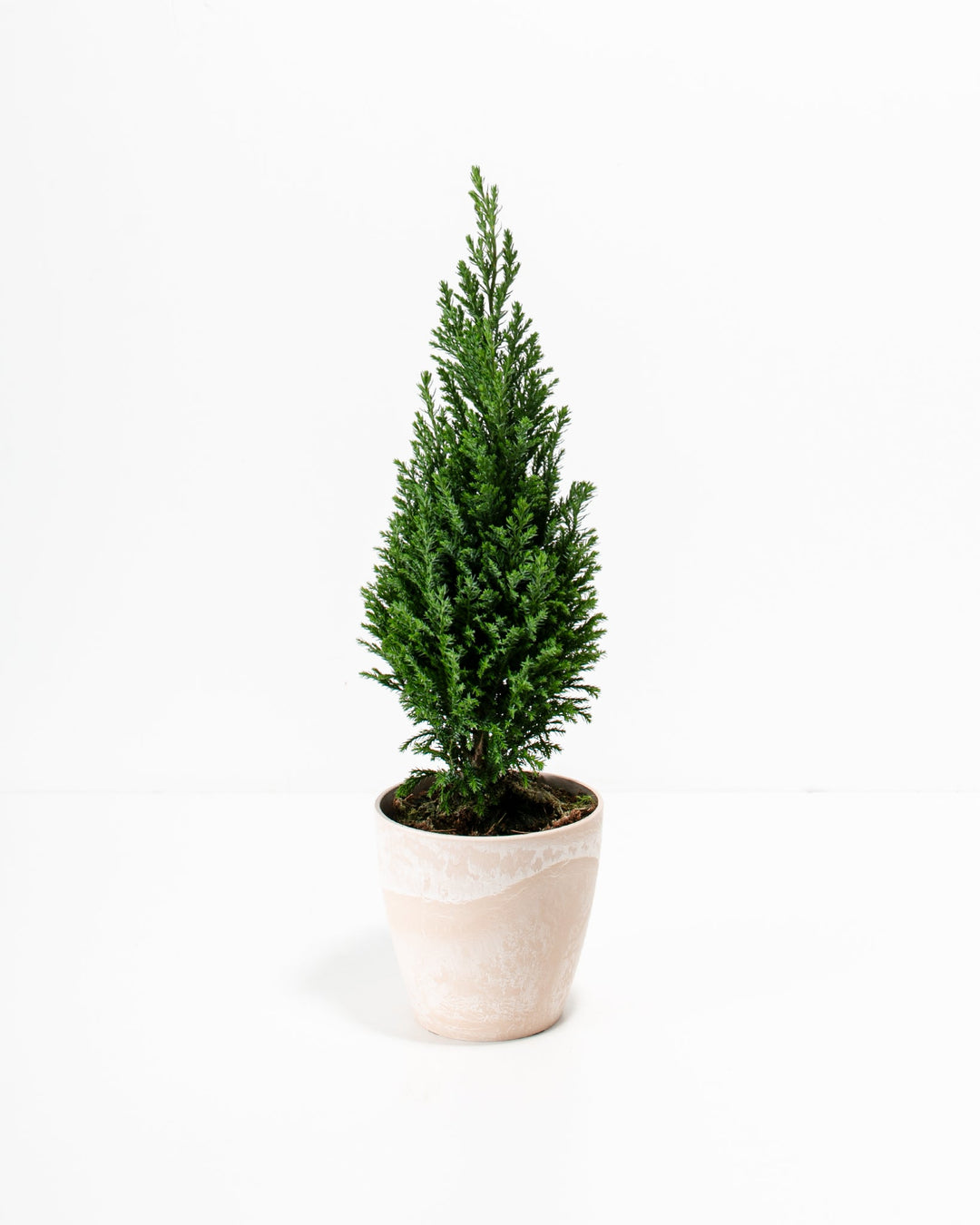 cypress plant indoor European Cypress Christmas Tree