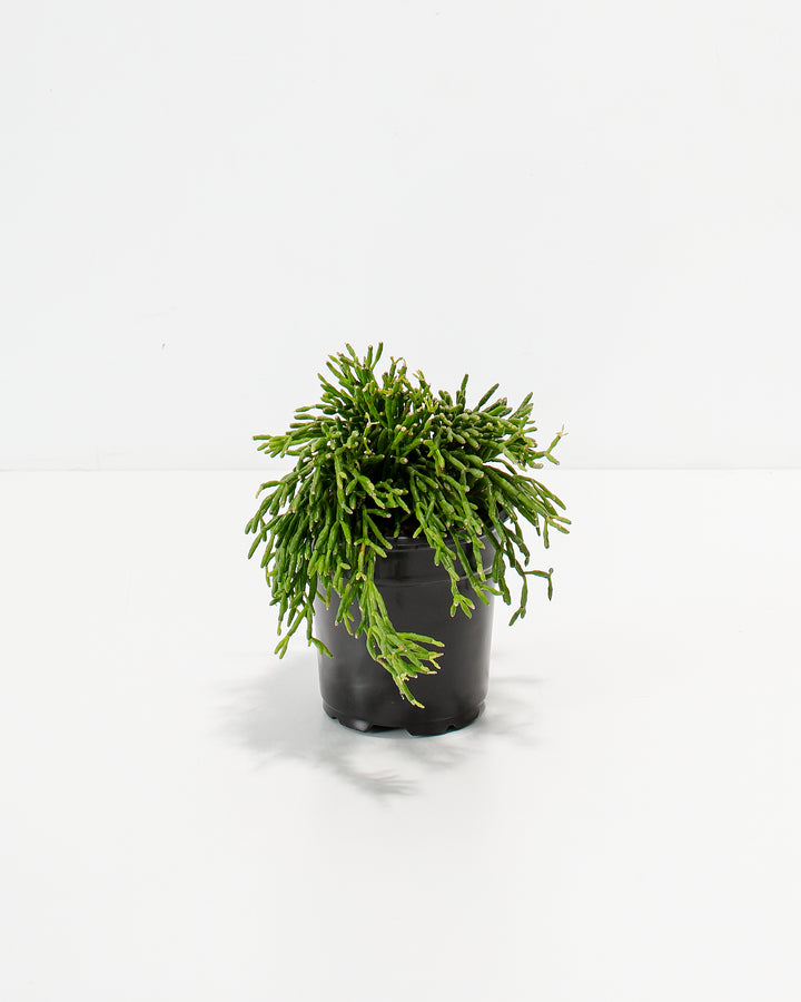 mistletoe house plant Mistletoe Cactus | Holiday Plants Delivered