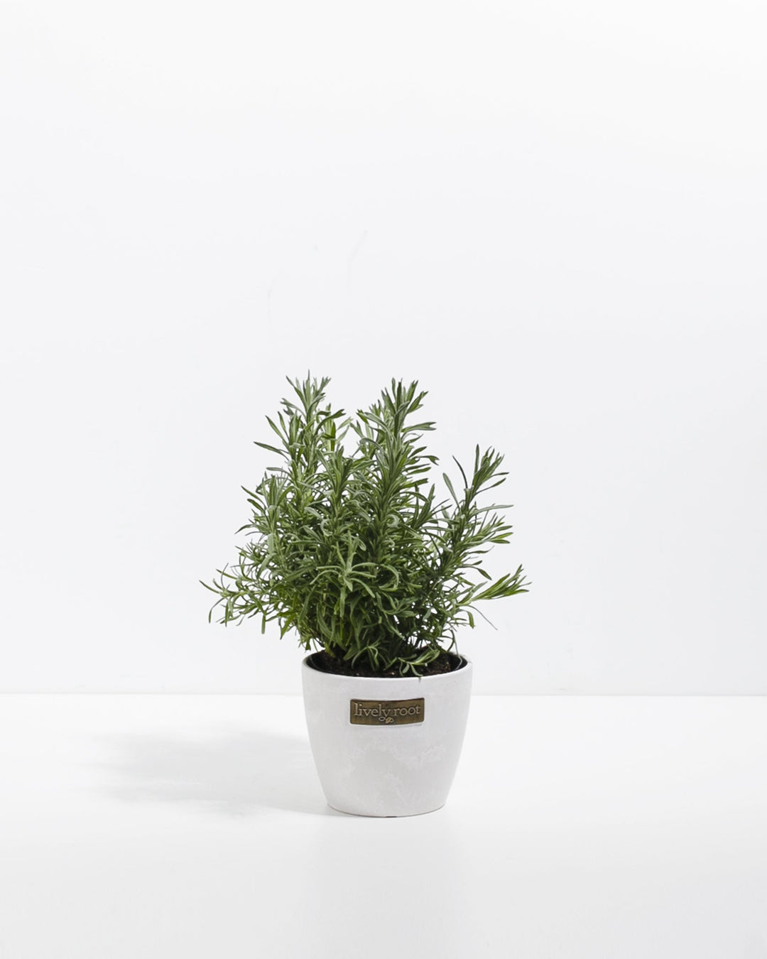 primavera lavender plant Lavender Primavera | Lovely Plant | Culinary