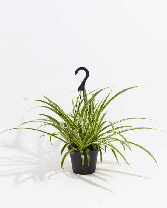 A Spider Plant with long, slender green leaves featuring white variegated margins, housed in a black plastic grower hanging pot with a black plastic hanger against a clean white background.