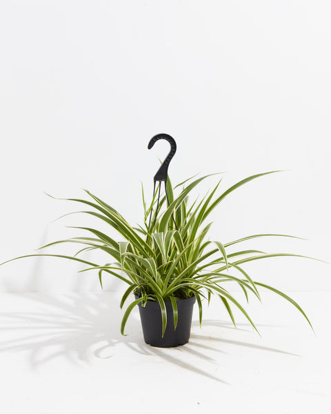 potted spider plants Spider Plant | Chlorophytum Comosum