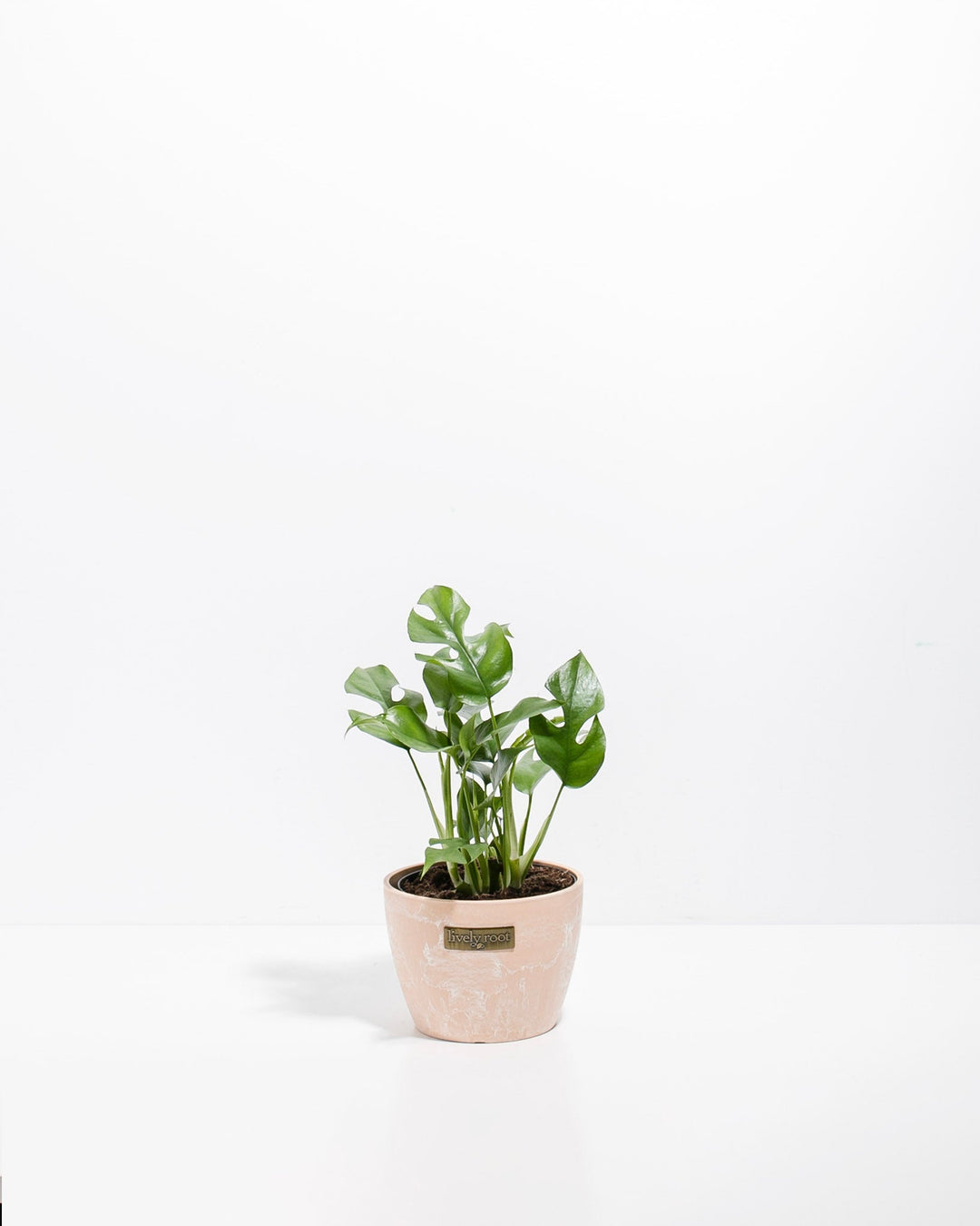 Philodendron Ginny (Mini Monstera)