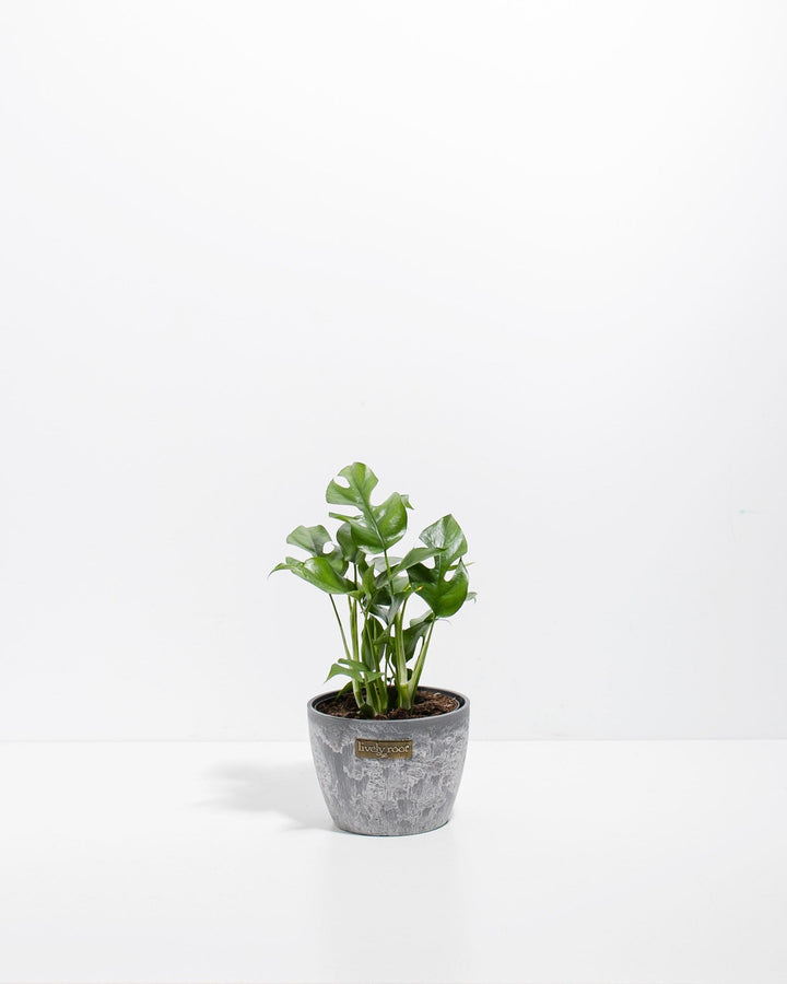 Philodendron Ginny (Mini Monstera)