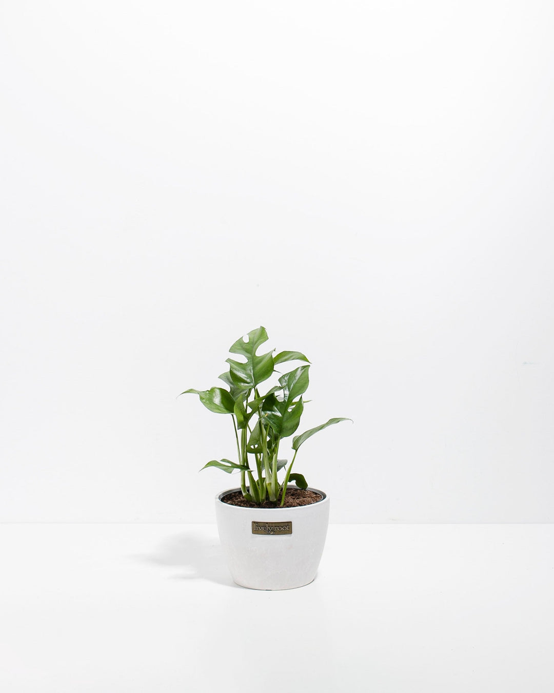 Philodendron Ginny (Mini Monstera)