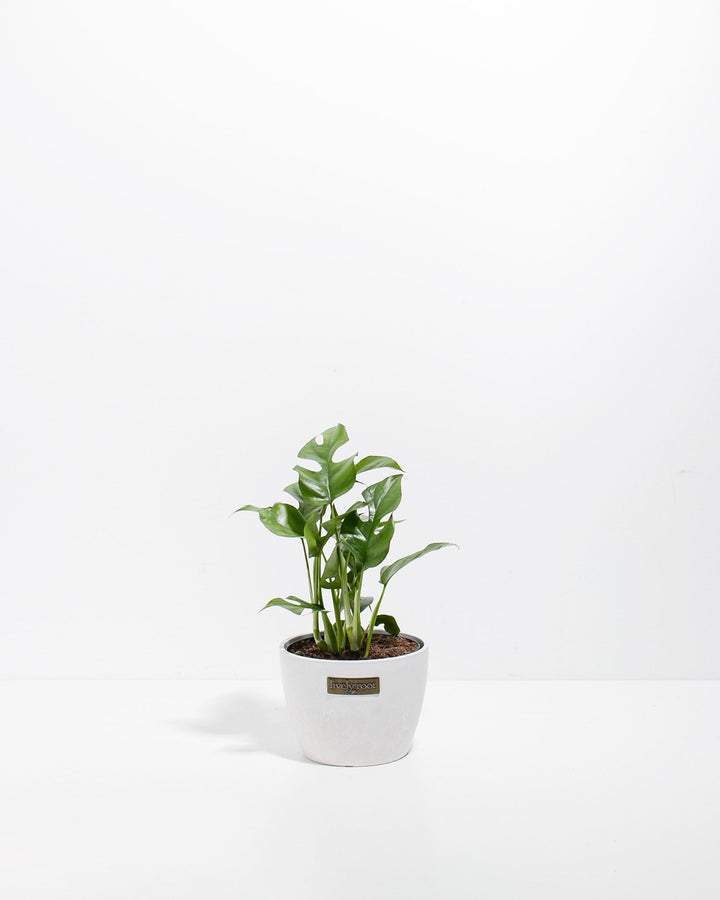 Philodendron Ginny (Mini Monstera)