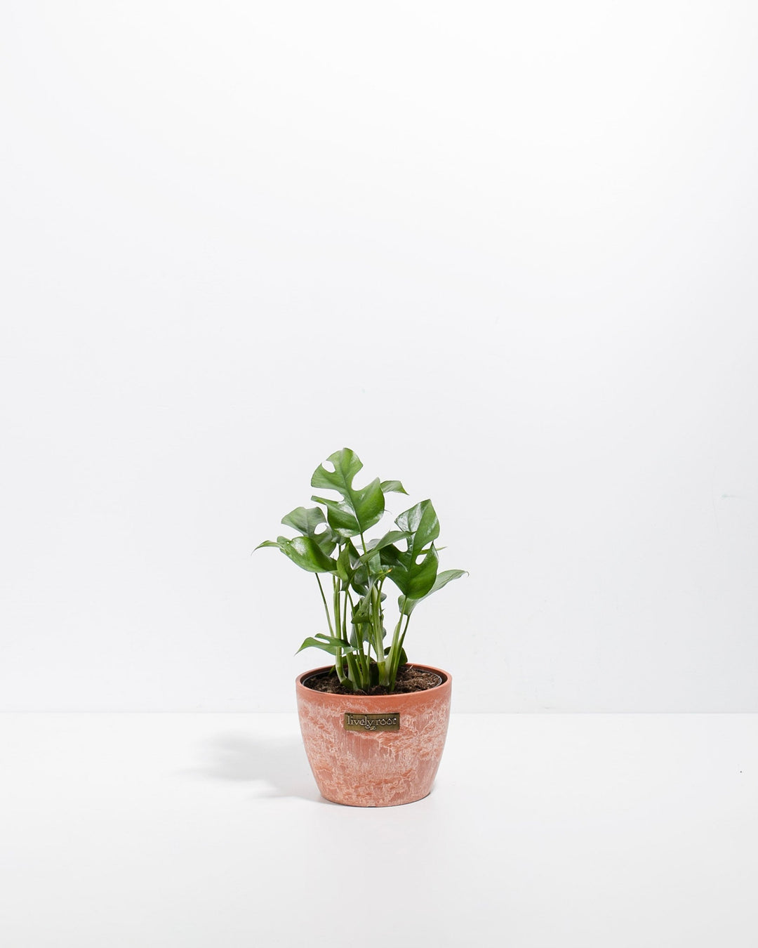 Philodendron Ginny (Mini Monstera)