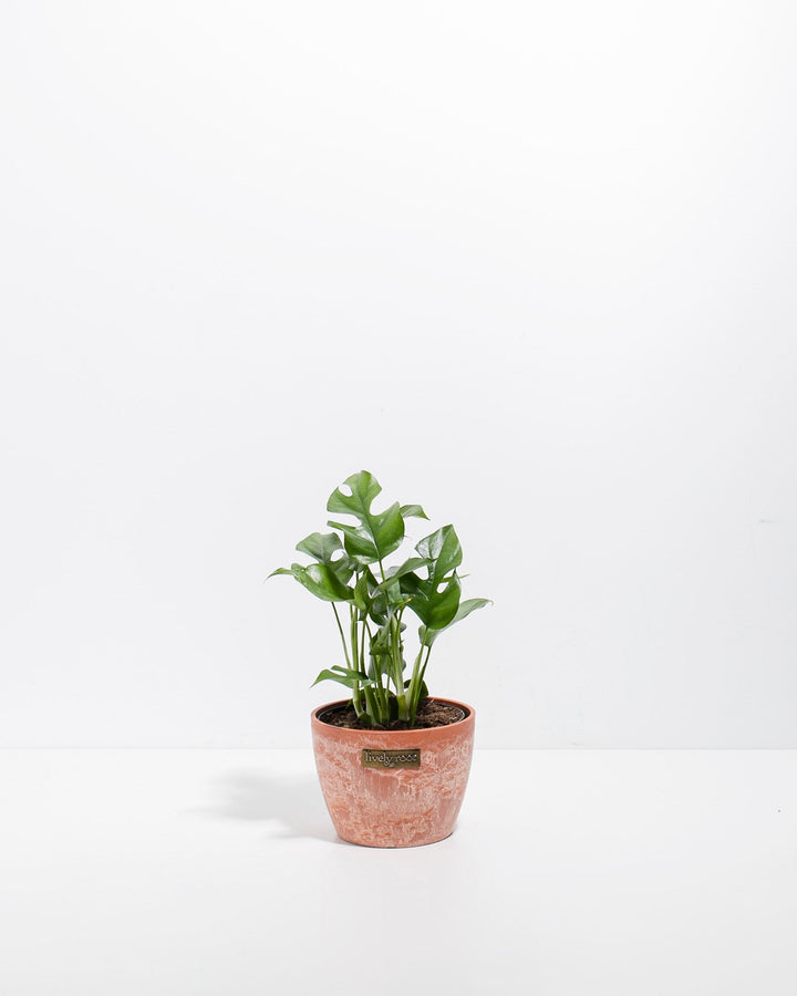 Philodendron Ginny (Mini Monstera)